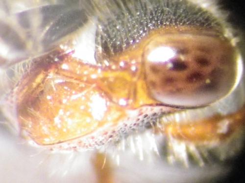 Nomada zonata